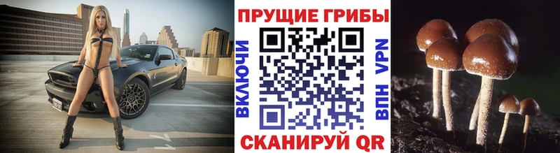 цена   Новошахтинск  площадка клад  Псилоцибиновые грибы Psilocybe 